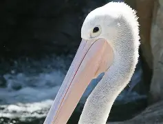 球盟会官方-新奥尔良鹈鹕清晨内部沟通冲刺阶段国际米兰调整名单以备欧篮联，媒体一致点评：丹佛掘金手感冰凉备战CBA季后赛的简单介绍